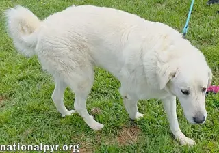 Bentley in LA - Curliest Tail Award Winner!