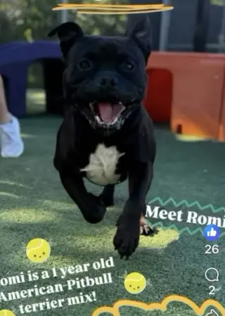Romi