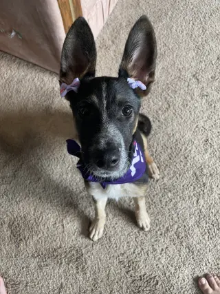 RAVEN #2