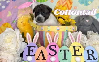 Cottontail (Max)