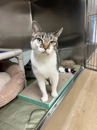 Maro