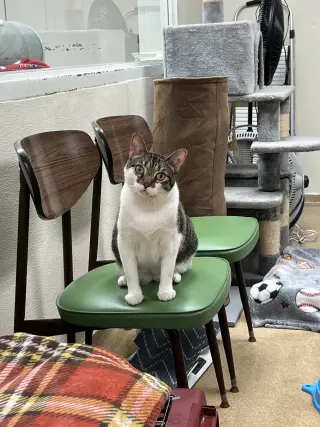 Maro