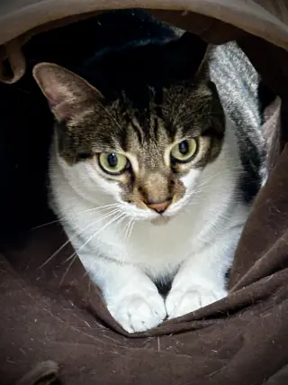 Maro