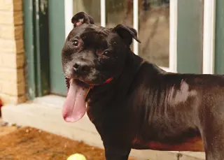 Puppy
