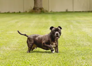 Puppy