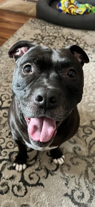 Puppy