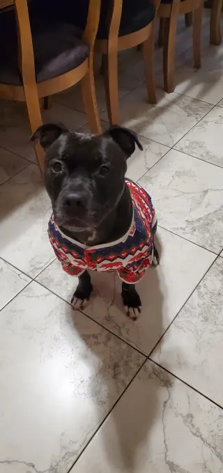 Puppy