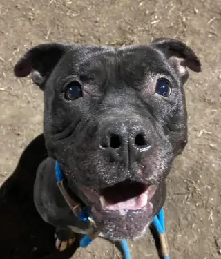 Puppy