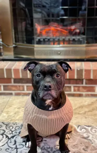 Puppy