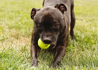 Puppy