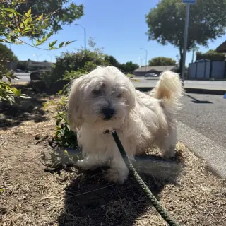 Gizmo