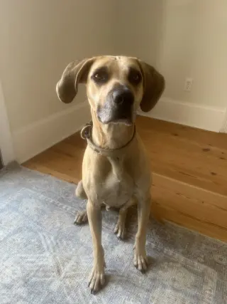 Winston