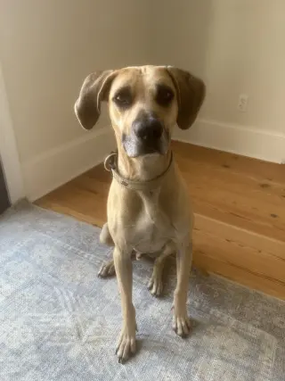 Winston