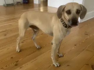 Winston