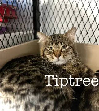 Tiptree
