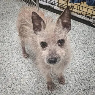 Sanders