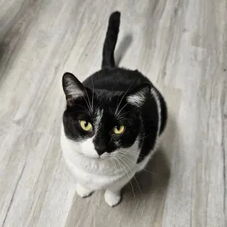 Tulip