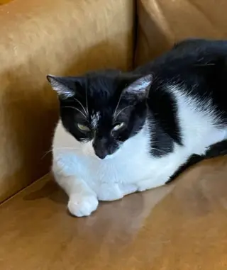 Tulip