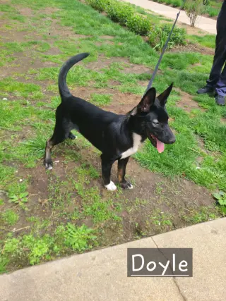 Doyle *FTA*