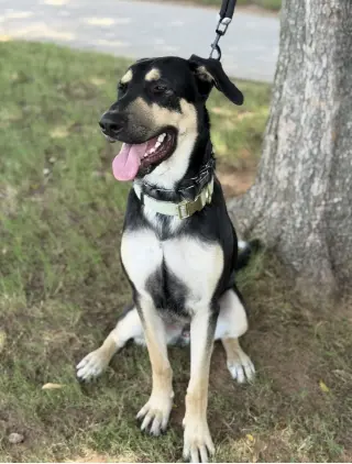 Ryker