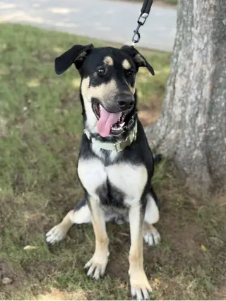 Ryker