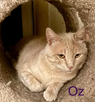 Oz