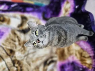 Tucker
