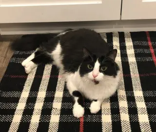 Tia