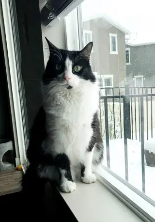 Tia