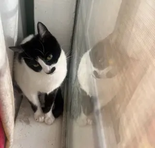 Derry Meow.