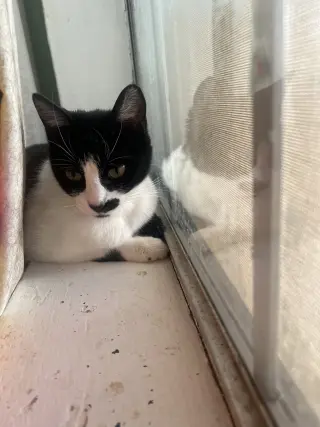 Derry Meow.