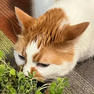 Caz