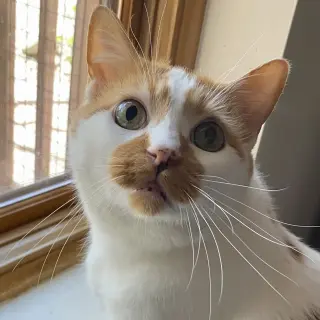 Caz