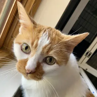 Caz