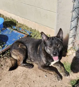 Otis