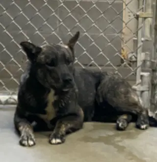 Otis