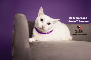 DR TEMPERANCE "BONES" BRENNAN