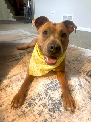 Gigi