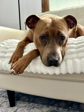 Gigi