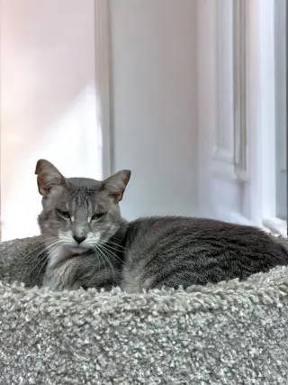KitKat