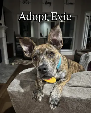 Evie
