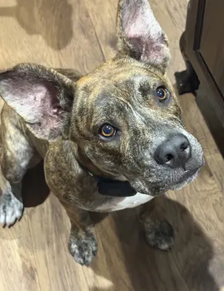 Evie