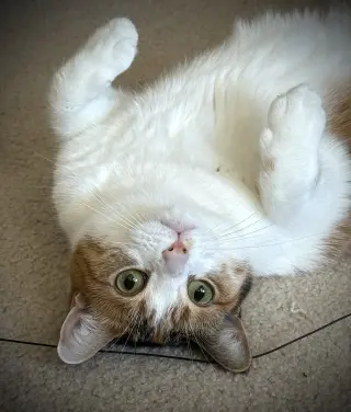 Ivy