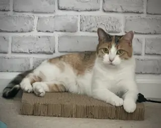 Ivy