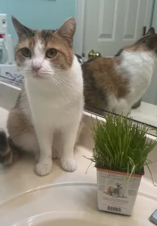 Ivy