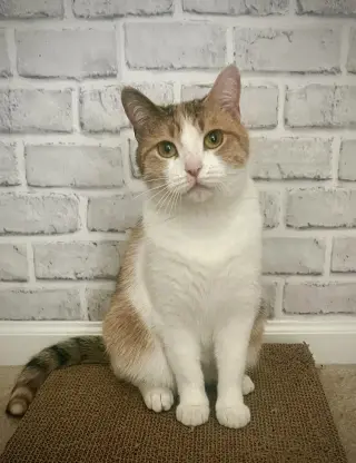 Ivy