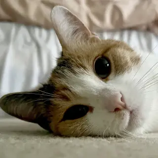 Ivy