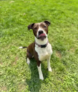Mocha