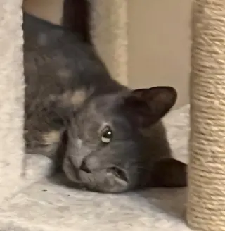 Pawla
