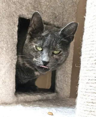 Pawla